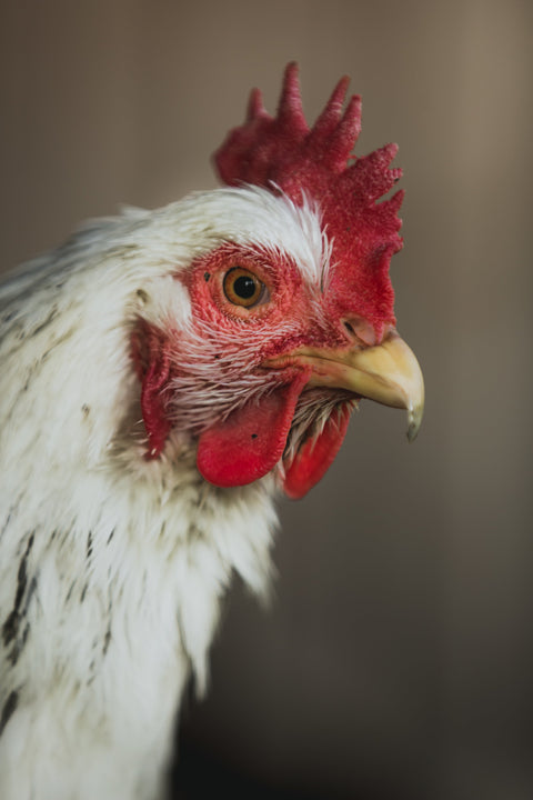 Pastured Poultry