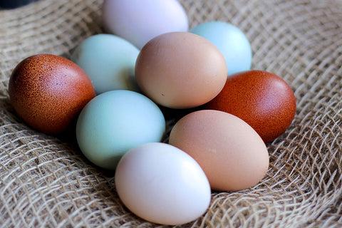 GMO-Free Eggs